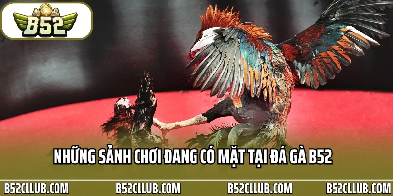 Những sảnh chơi đang có mặt tại đá gà B52