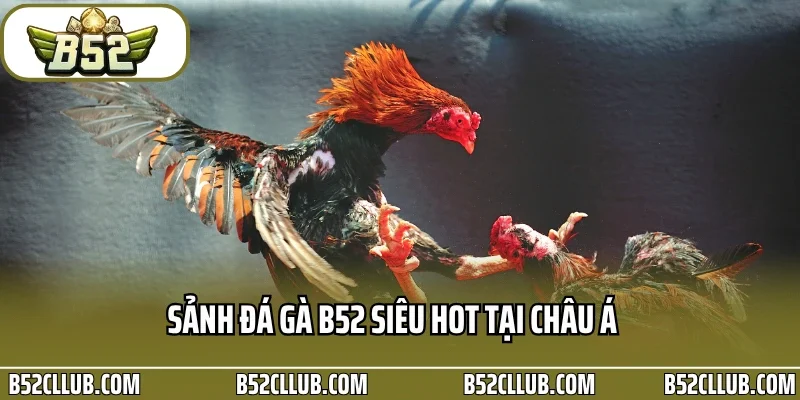 Sảnh đá gà B52 siêu hot tại châu Á