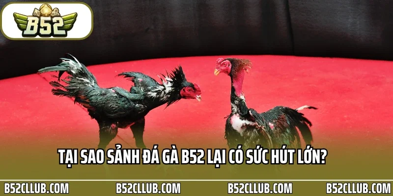 Tại sao sảnh đá gà B52 lại có sức hút lớn?